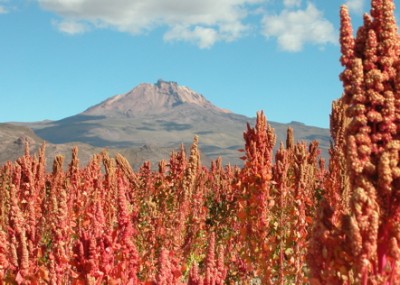 Quinoa Real grown near Uyuni on the Bolivian Altiplano. Mount Tunupa in the background. Photo credit: Mark Philbrick/BYU