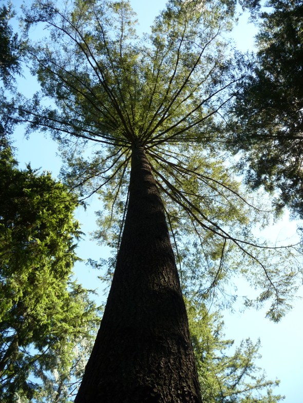 Giant Trees in Capilano